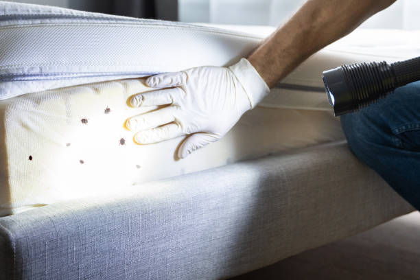 Best Pest Prevention Services  in Harris Hill, NY