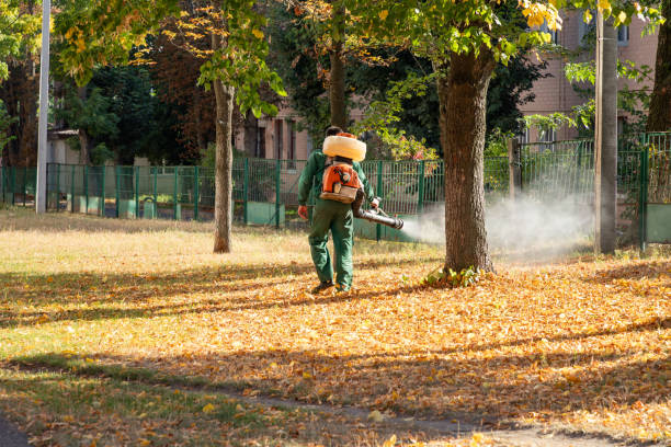 Spider Control Near Me in Harris Hill, NY