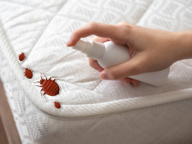 Best Ant Control Services  in Harris Hill, NY
